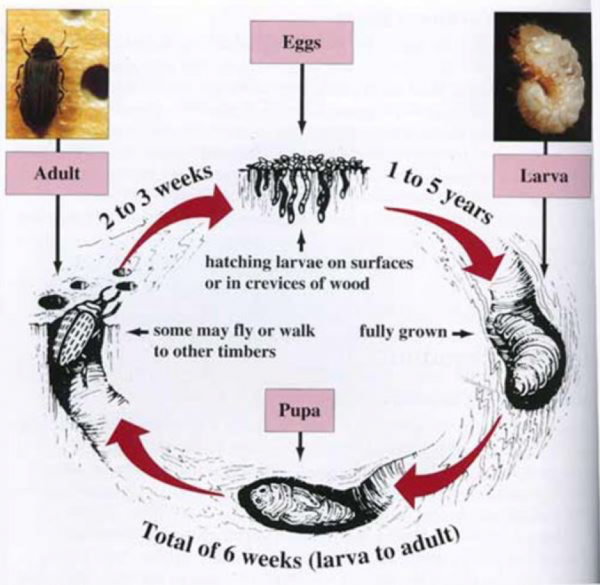 woodworm beetle lifecycle