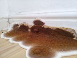 Dry rot spores