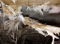 Dry rot 'Tears of the snake'
